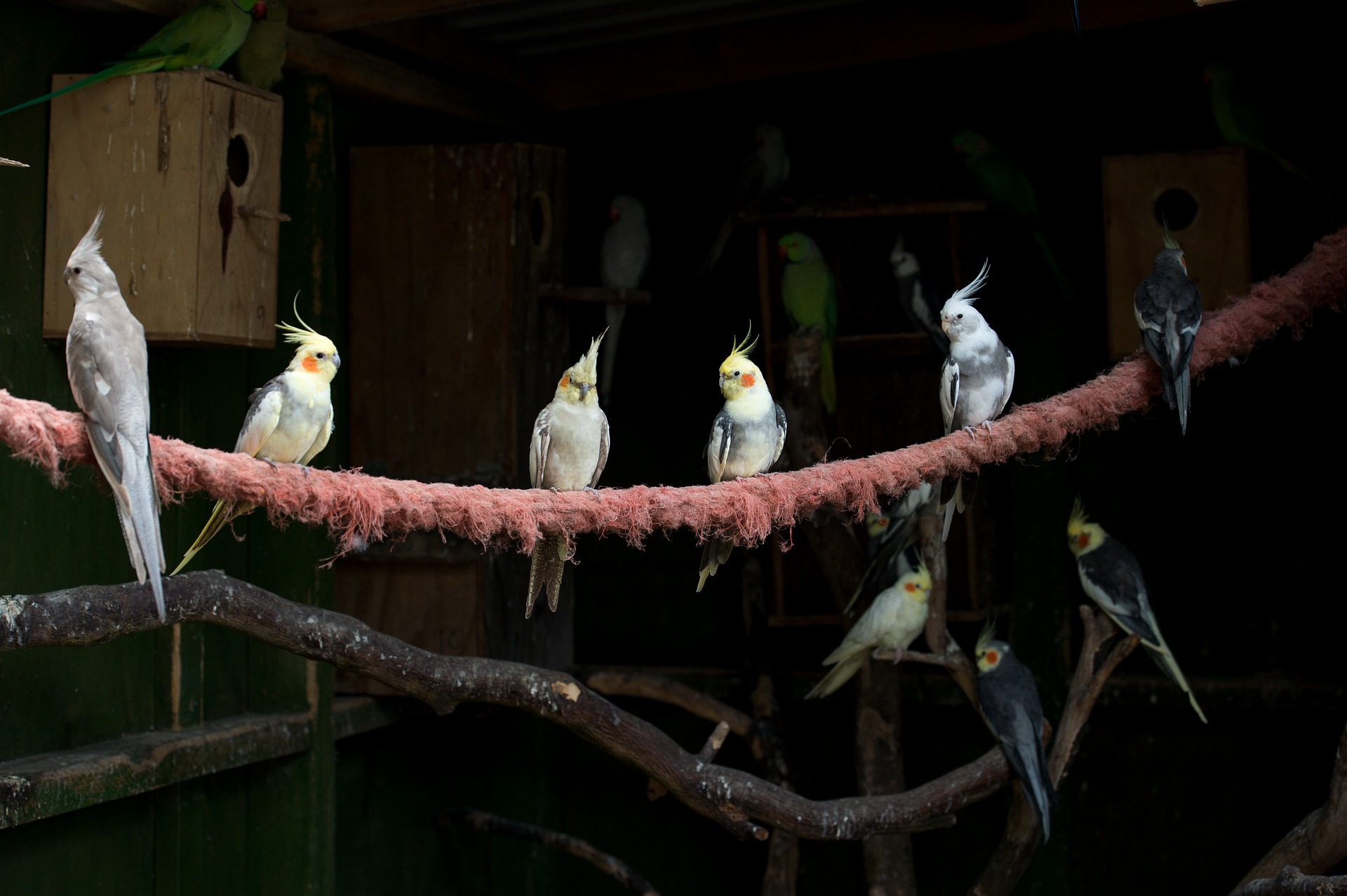 Il pappagallo ninfa tollera male la solitudine: dovrebbe avere una compagnia costante sotto forma di un altro rappresentante della sua specie.