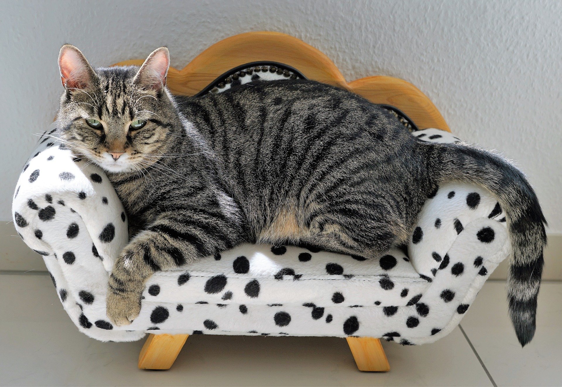 Quali sono i gatti più grandi del mondo? Quale razza di gatto si distingue per le sue dimensioni eccezionali?