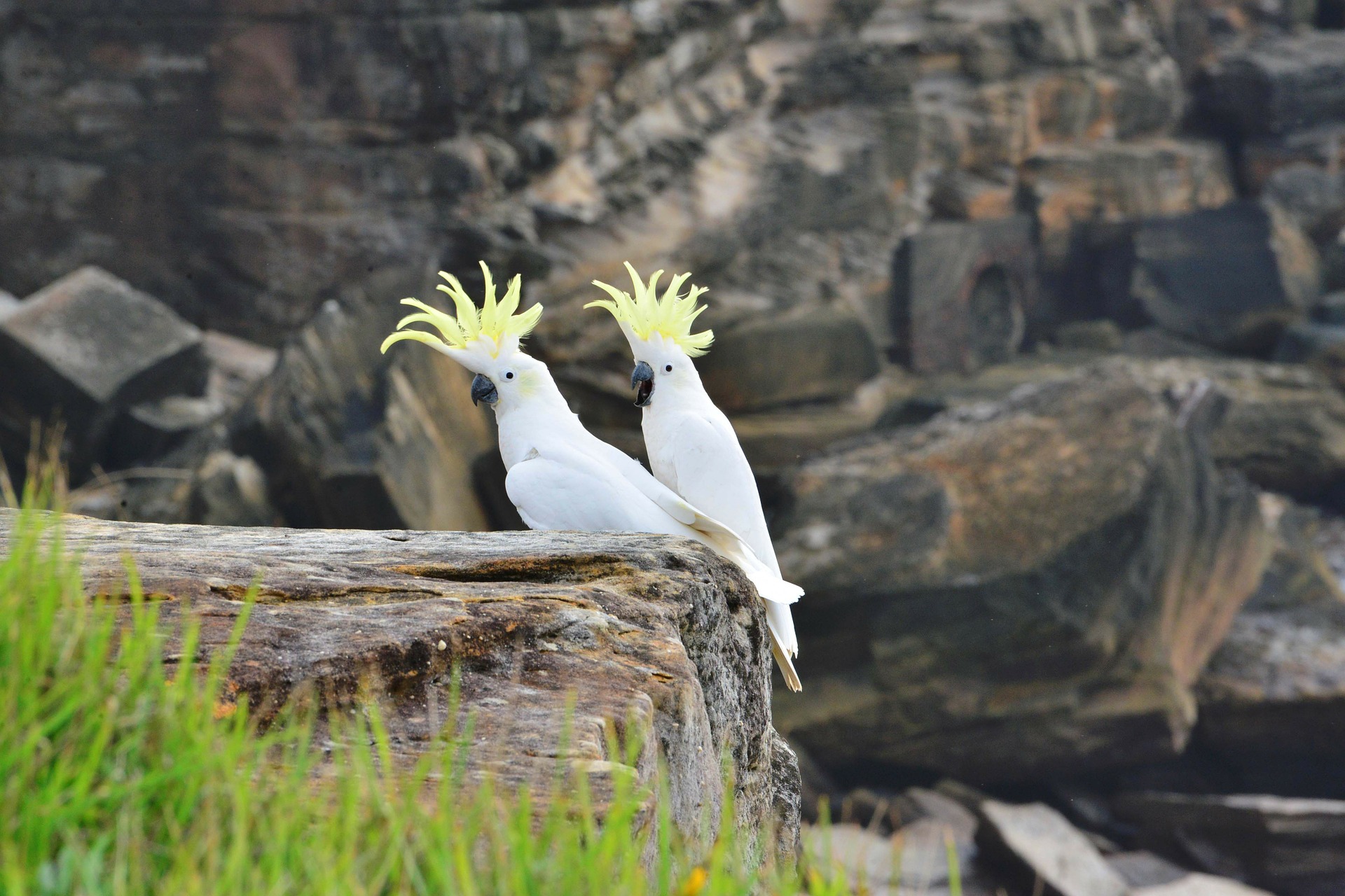 Il cacatua è presumibilmente il miglior amico dell'uomo - o ne siete sicuri? Come ci si prende cura di questo pappagallo speciale per renderlo felice?
