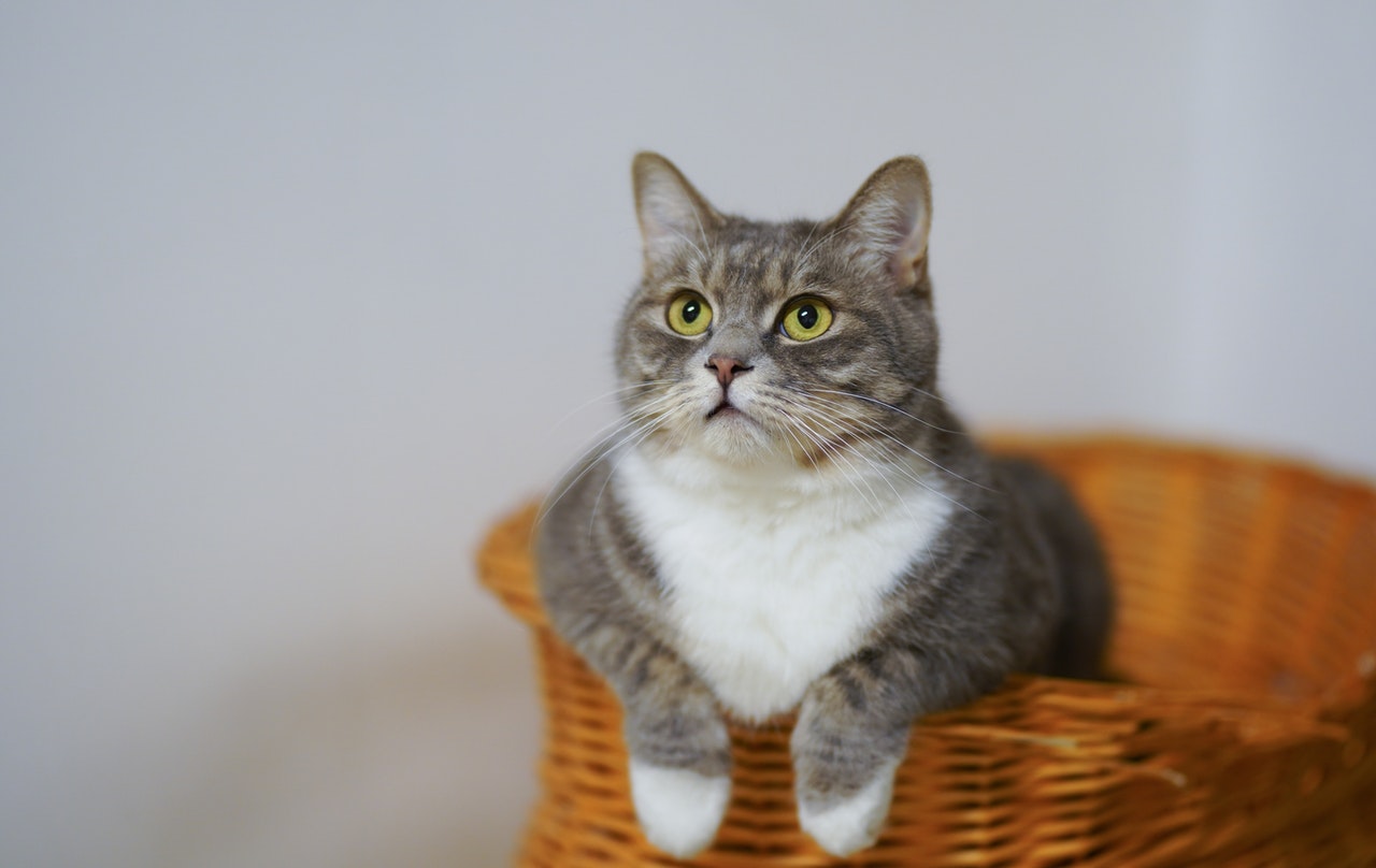 Gatto o gatta... le differenze si notano non solo nella struttura dei genitali, ma anche nell'aspetto generale e nel comportamento degli animali.