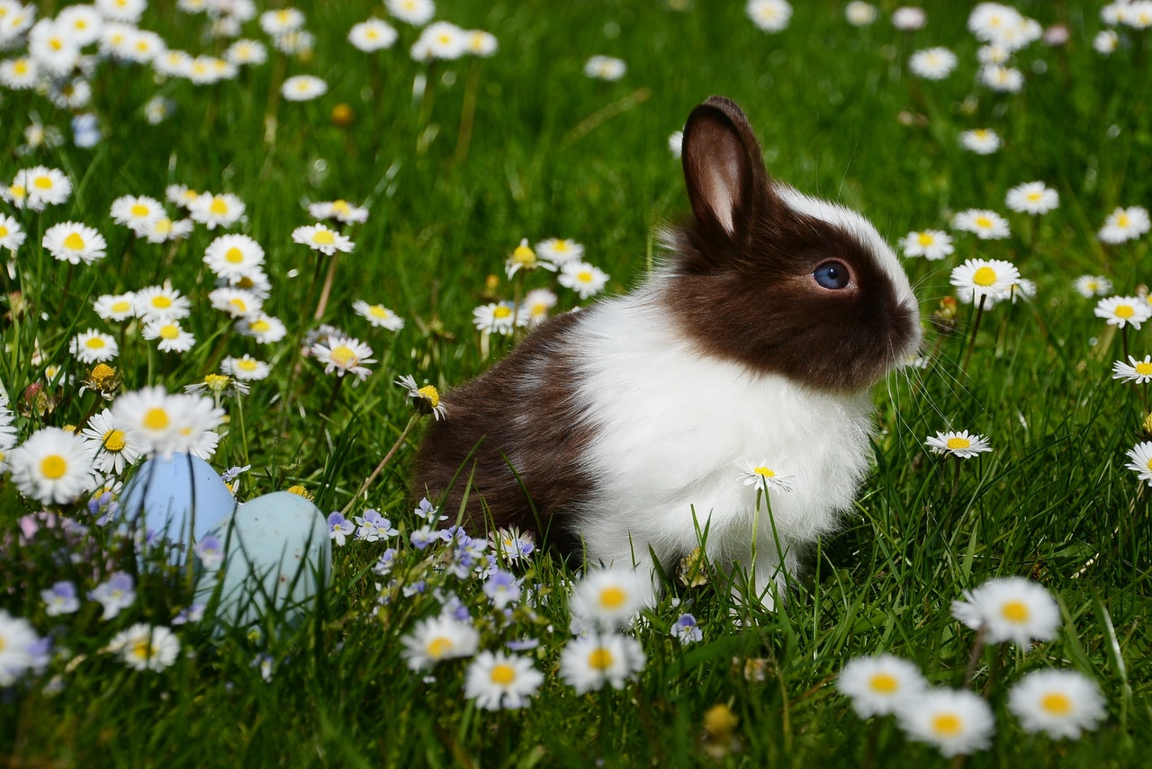 Scoprite le razze più popolari di conigli nani. Scoprite cosa distingue il coniglio da pecora e il coniglio californiano.
