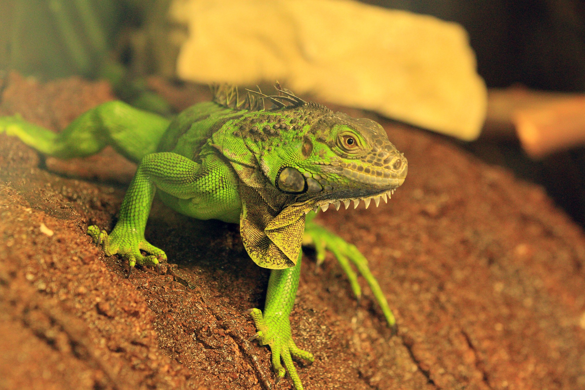L'iguana verde adulta può raggiungere i 2 metri di lunghezza. Richiede molto spazio e non è economico da mantenere.