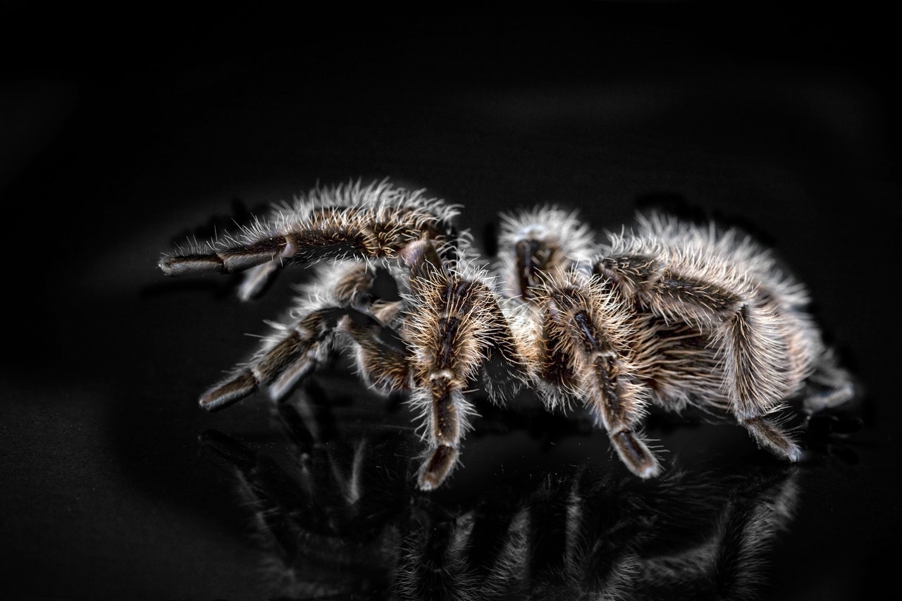 Tarantola tigre ornata, tarantola blu cobalto blu o forse la Poecilotheria metallica? Quale ragno è più adatto all'allevamento in casa?