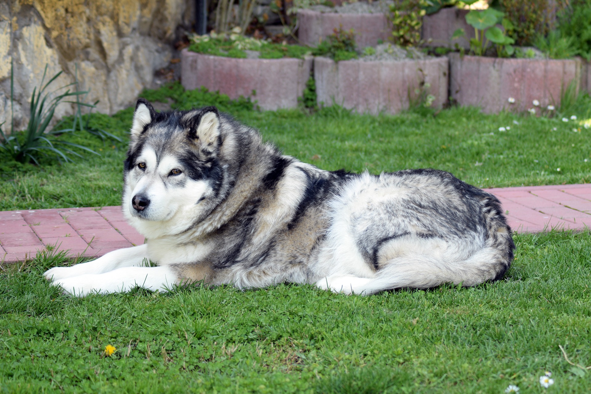 Il lupo amichevole - nonostante le sue notevoli dimensioni, l'Alaskan Malamute è un cane adatto a quasi tutti, in quanto è caratterizzato da una straordinaria dolcezza.