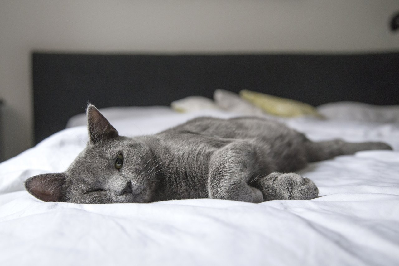 La FIV è un virus che colpisce i gatti e causa una malattia simile all'AIDS negli esseri umani. Come prendersi cura di un animale domestico malato?