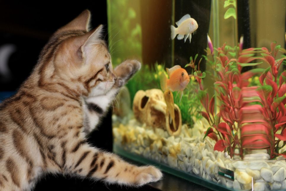 Come si selezionano i pesci per un acquario?