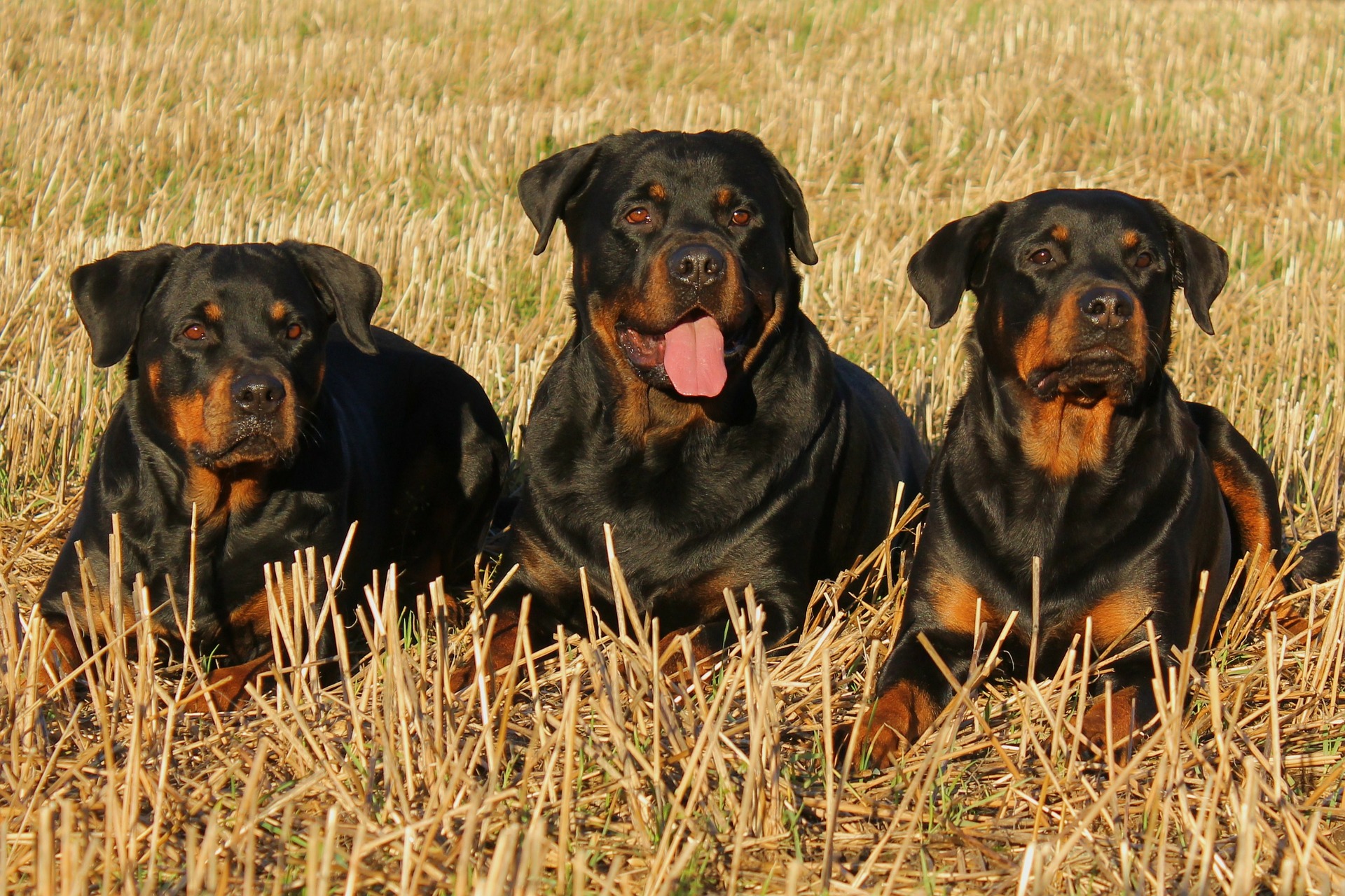 Il Rottweiler è un cane dal mantello nero uniforme con focature color ruggine