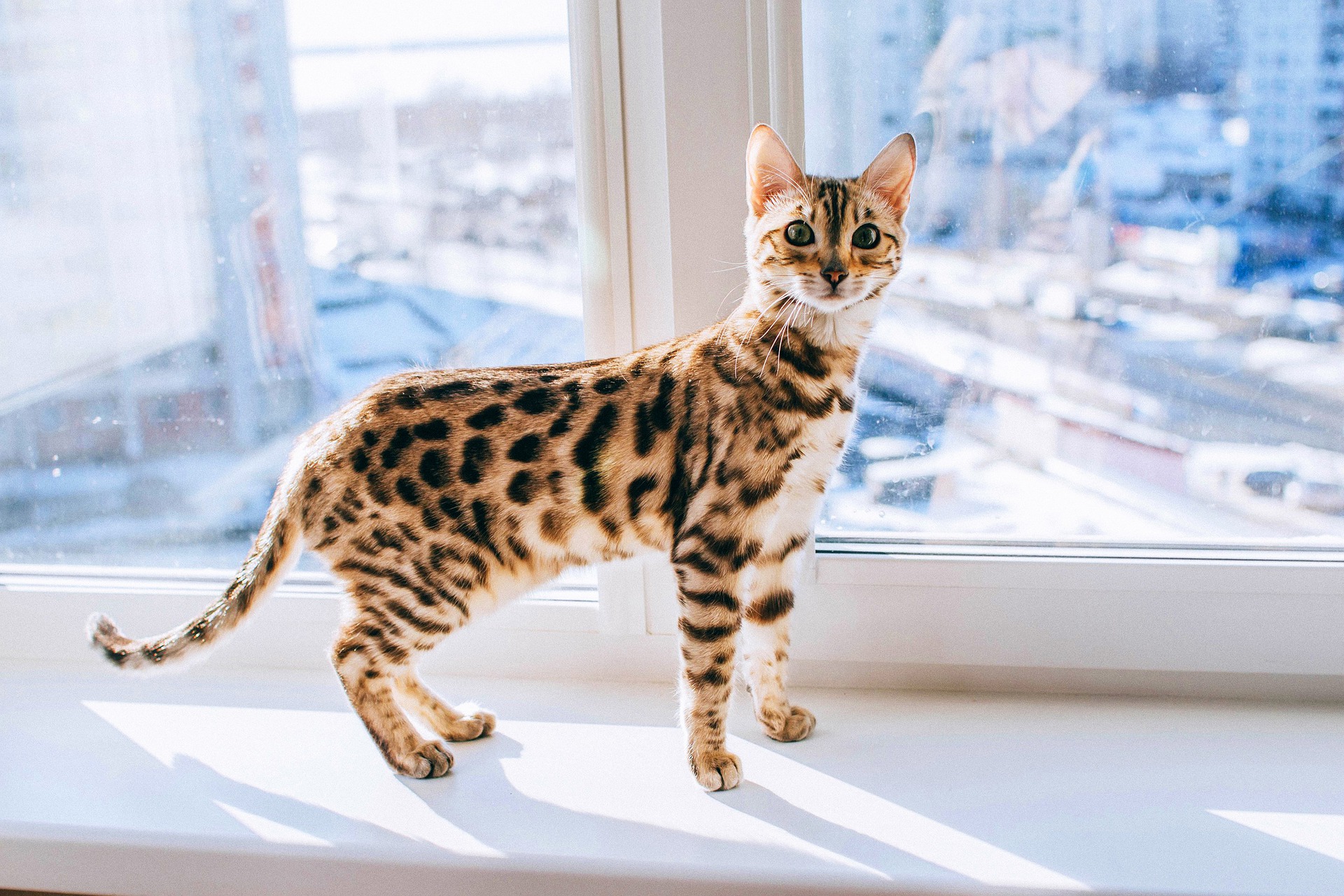 Il gatto Bengala è una combinazione di eleganza e grazia. Si distingue per l'aspetto unico e l'alta energia.