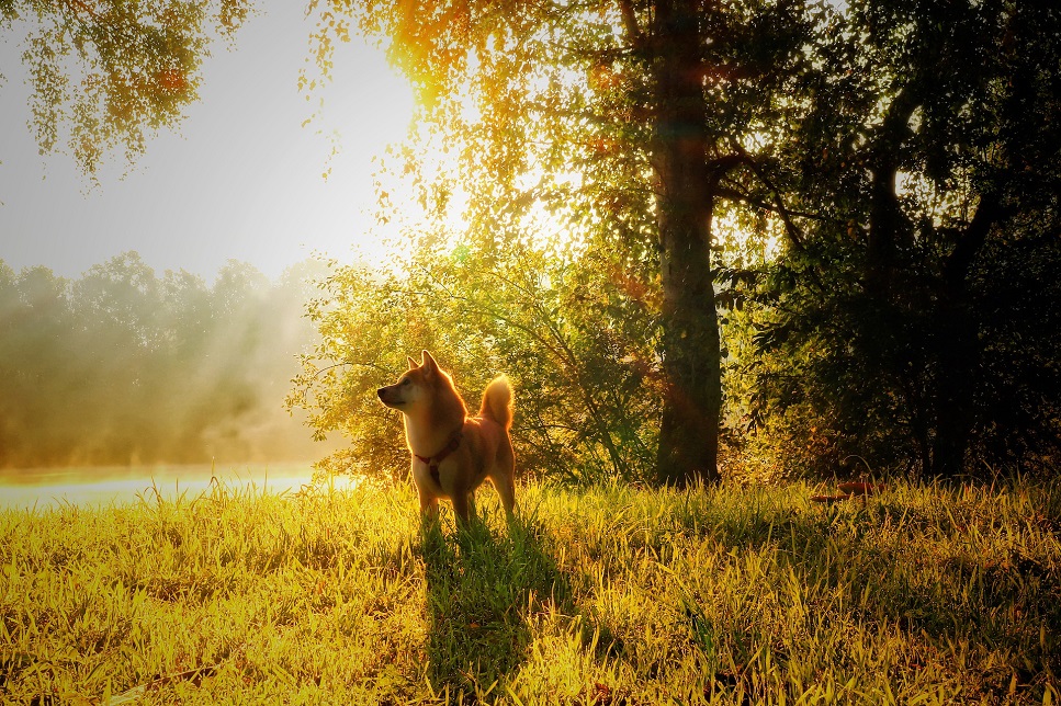 Lo Shiba è un cane originario dell'Estremo Oriente. È uno Spitz di taglia media, con una corporatura robusta e una pelliccia densa e felpata.