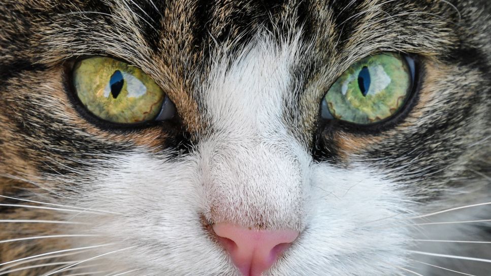 occhi del gatto