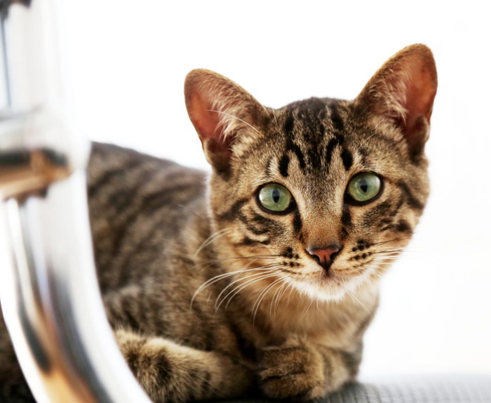 Qual è il carattere del gatto toyger, qual è il suo prezzo e perché piace tanto ai suoi proprietari?