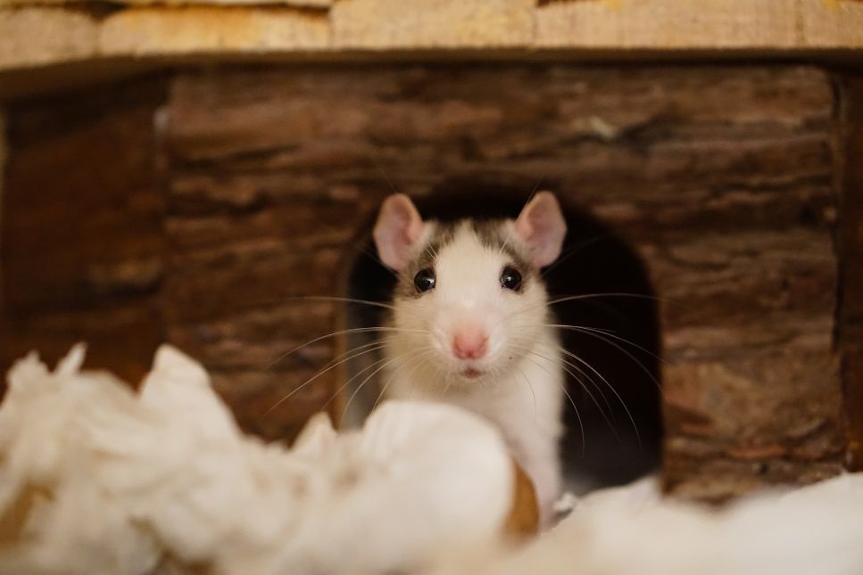 Se vuoi acquistare un ratto, leggi l'articolo e scopri come prendersi cura di un ratto, quanto vive un ratto e perché è un roditore fantastico!
