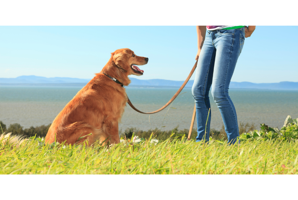 Ti consigliamo di insegnare al tuo cane il comando "dai voce" il prima possibile.