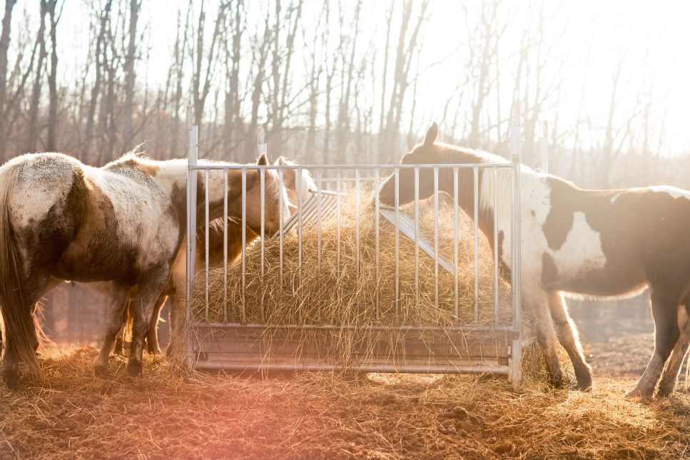 Qual è la dieta migliore per un cavallo?