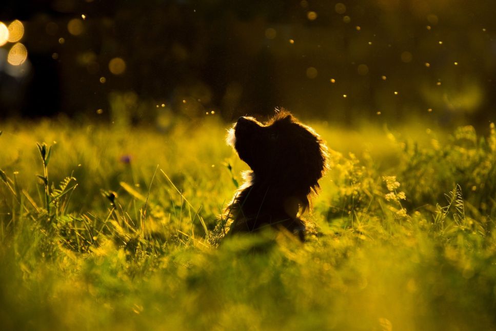 Scoprite quali sono i sintomi della malattia di Lyme nei cani, se è contagiosa e come evitarla.