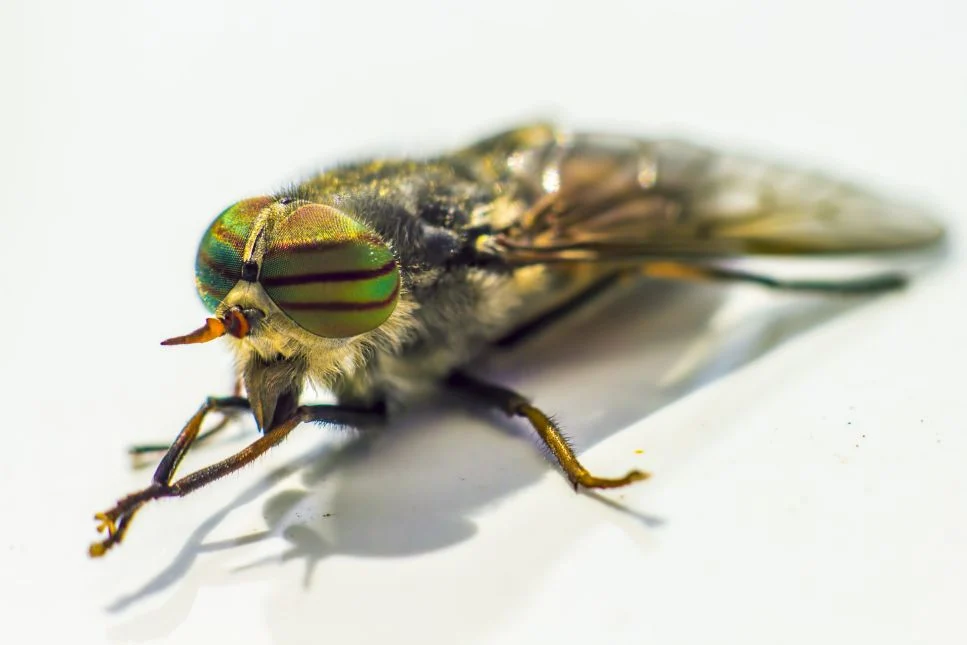 La puntura di una mosca cavallina è indubbiamente dolorosa, ma dobbiamo temere per noi stessi e per i nostri animali?