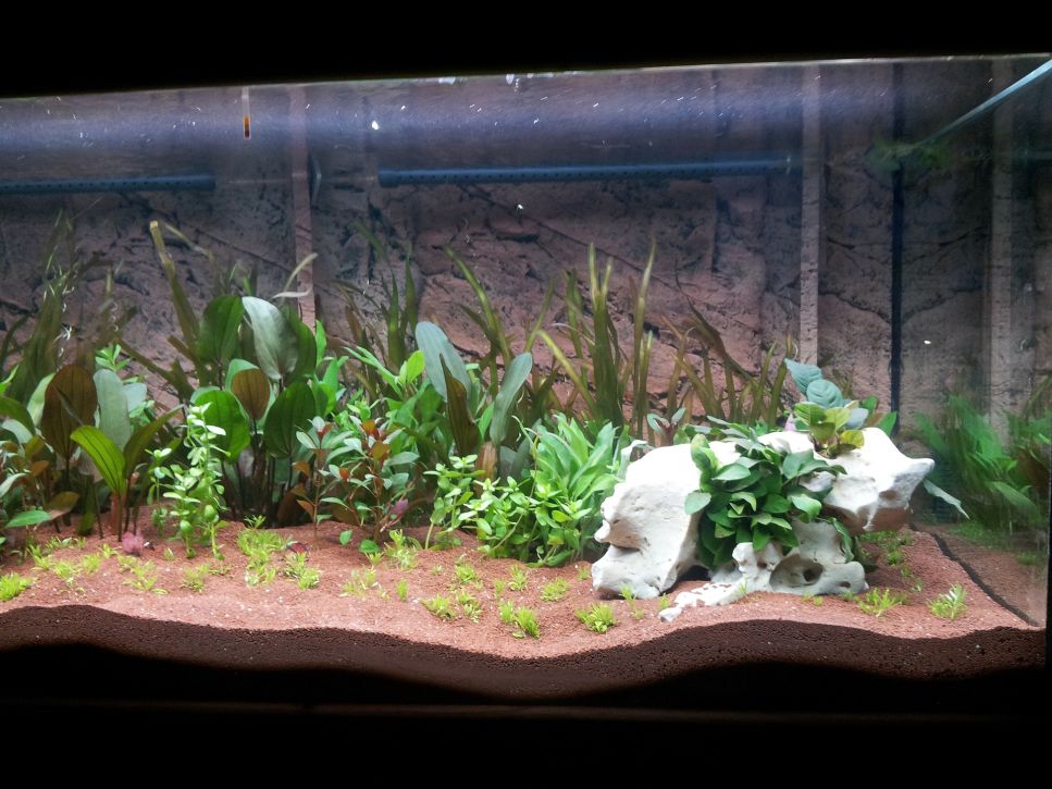 Leggete l'articolo e scoprite come piantare le piante in acquario per poi creare il giardino dei vostri sogni! Buona lettura