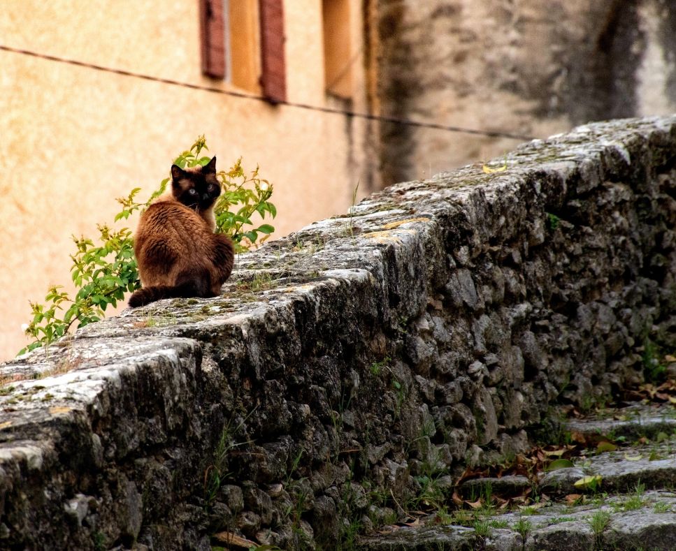 Anche le zecche sono parassiti pericolosi per i gatti.