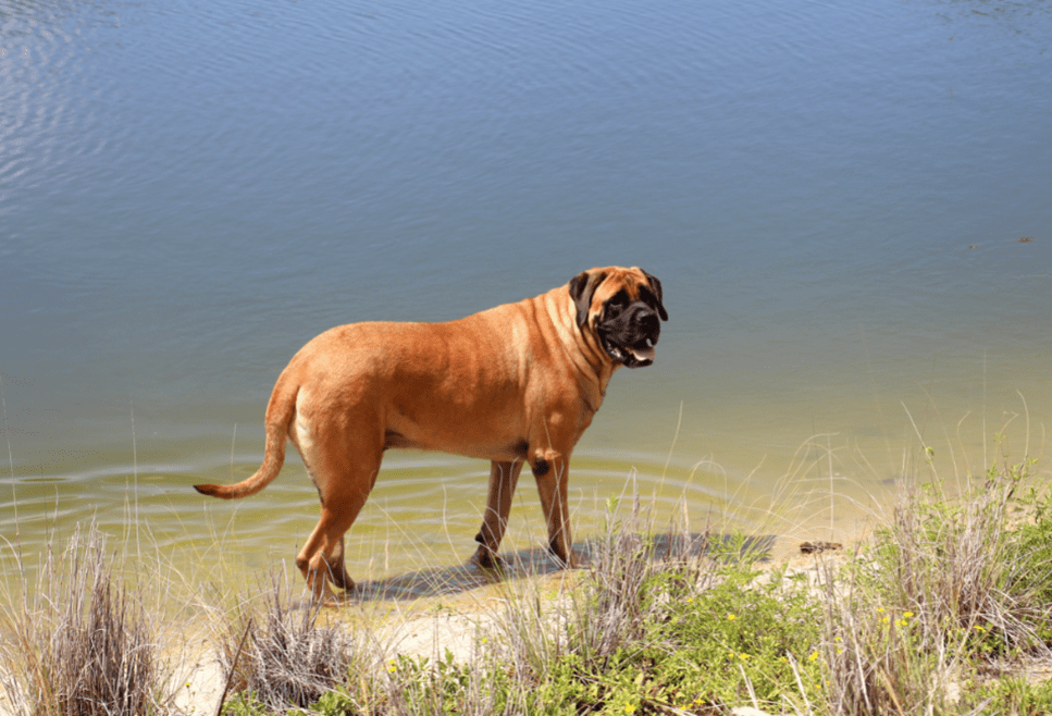 Carattere e descrizione della razza Mastino Inglese.