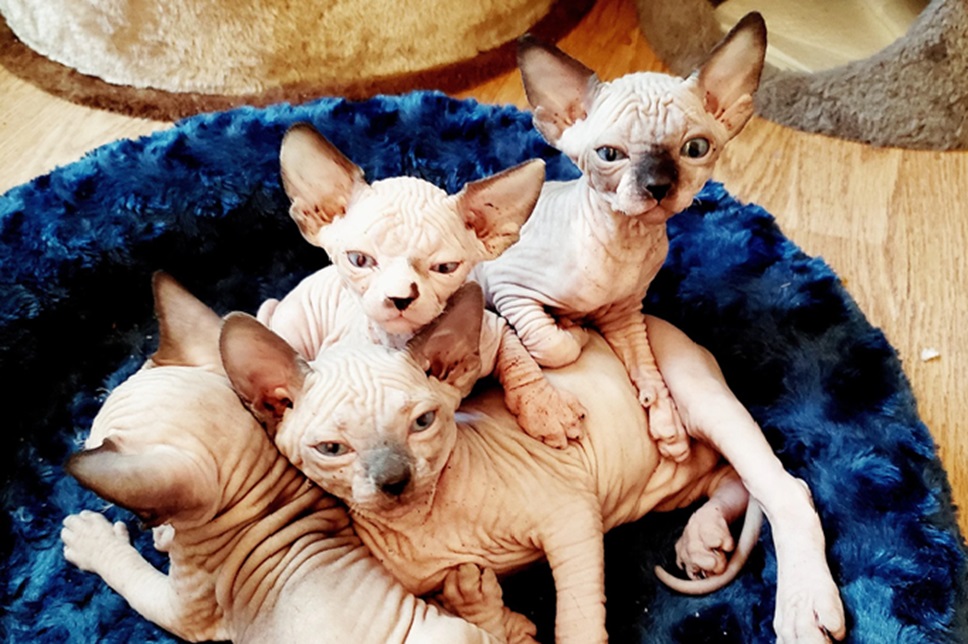 Il gatto sphynx è noto per la mancanza di pelo. Caratteristica del suo aspetto sono anche le numerose pieghe della pelle e le grandi orecchie.