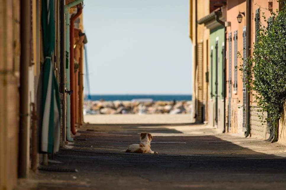 Il vostro cane è scappato? Come cercarlo?