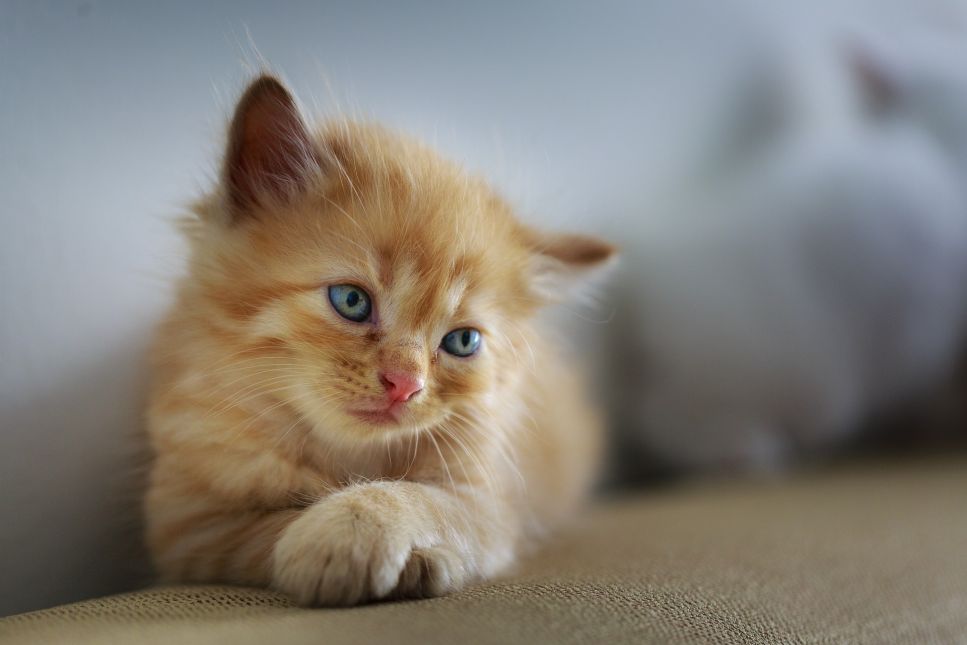 La depressione nel gatto può presentare diverse condizioni. Tra le altre cose, questa condizione si manifesta con apatia e inappetenza.
