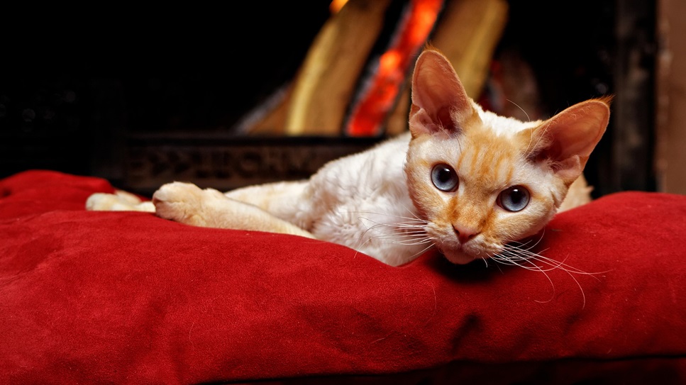 I Devon rex sono gatti dall'aspetto molto interessante. Sono socievoli, amano le coccole e dimostrano una grande intelligenza.