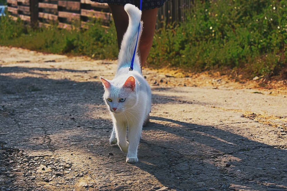 Un gatto al guinzaglio è un'immagine sempre più comune. L'apprendimento della camminata deve essere iniziato in giovane età e richiede pazienza.