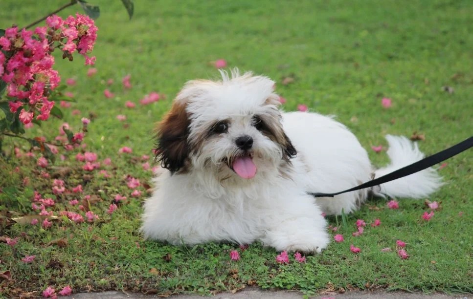 Il Lhasa apso è un cane di piccola taglia dal carattere gentile e dalla grande sensibilità.