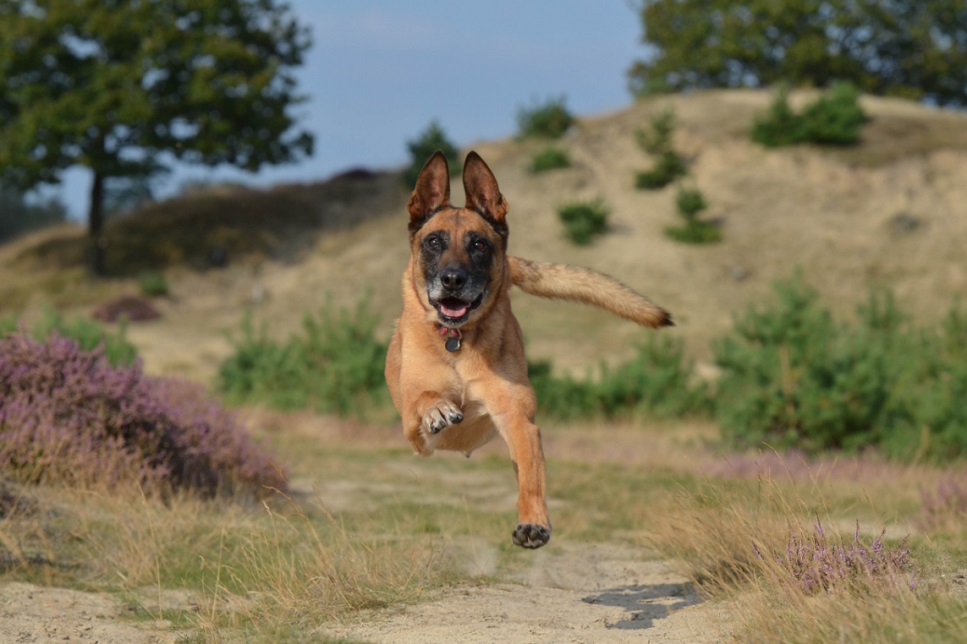 I cani da pastore Malinois belga sono pericolosi?