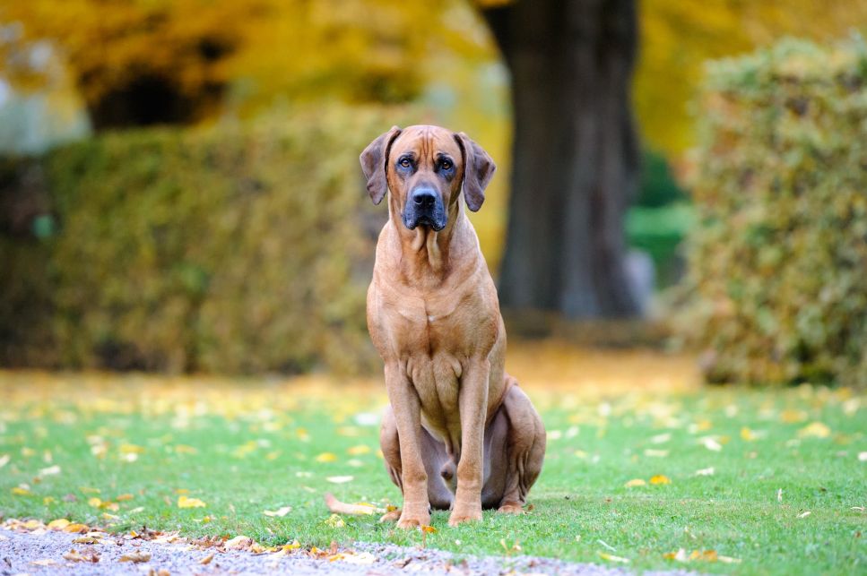 Il rhodesian è noto per due cose: la striscia di peli che cresce in modo diverso sulla schiena e il coraggio necessario per la caccia al leone a cui partecipava.