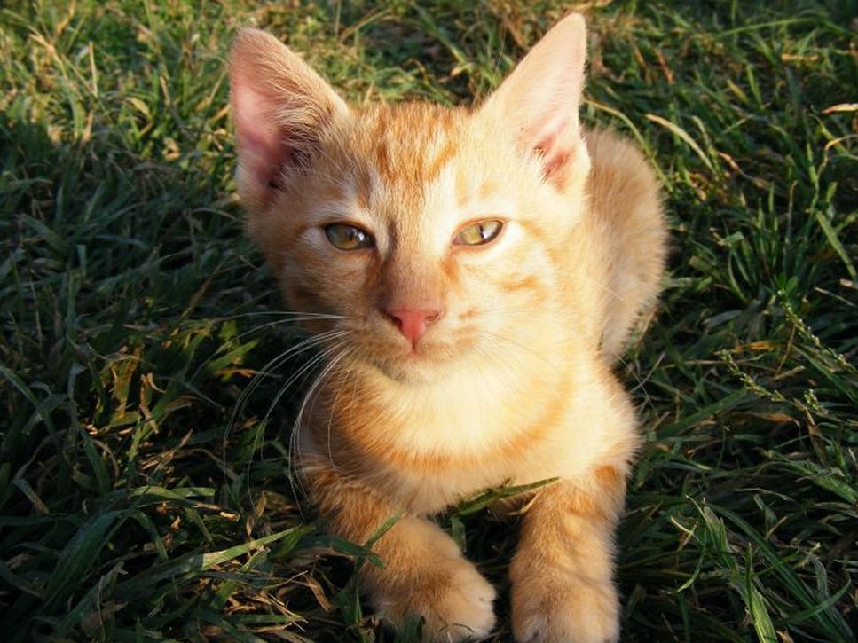 Un gatto di Ceylon socievole e amichevole, originario dell'Asia.