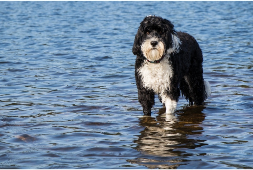 Il cane da acqua portoghese era uno dei preferiti di Barack Obama.