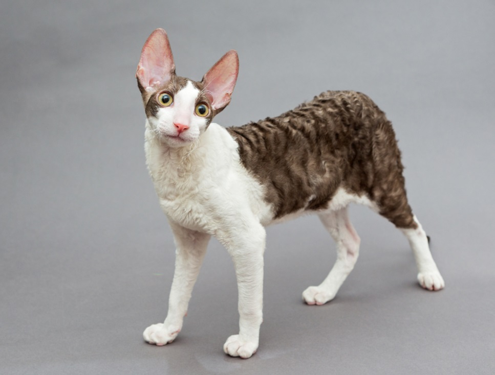 Cornish rex - prezzo, carattere, descrizione della razza