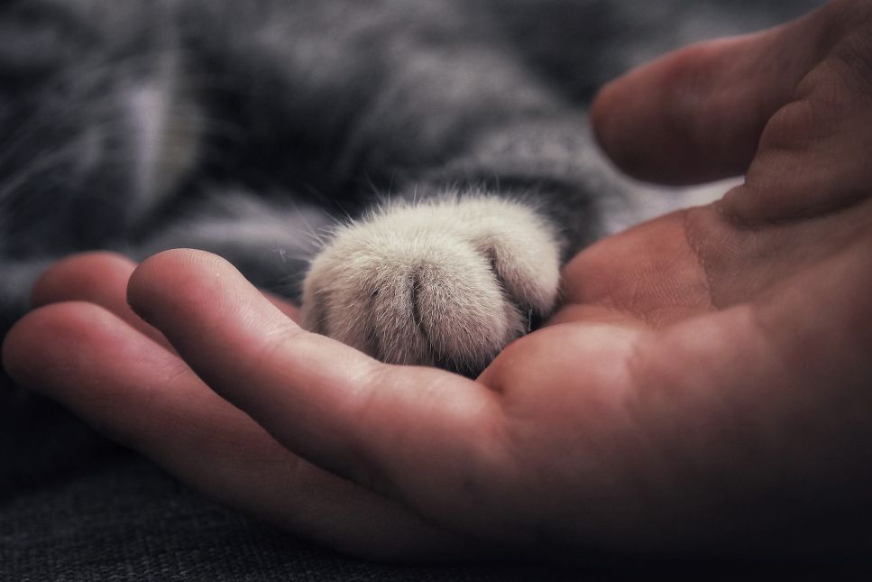 Le fusa di un gatto sono una forma di comunicazione con gli altri animali e con gli esseri umani.