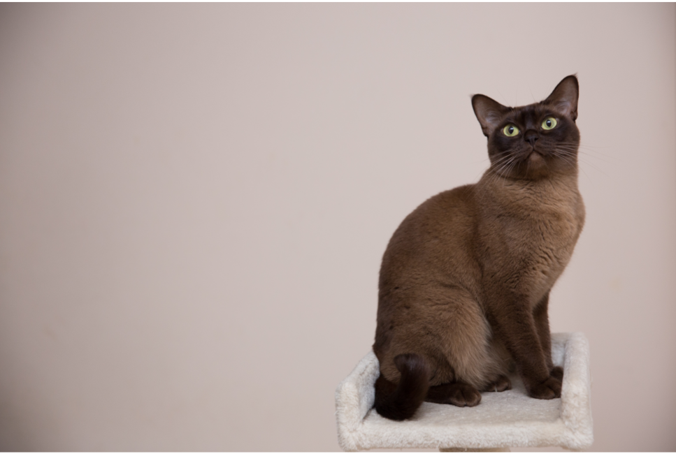 Come sono i gatti sacri di birmania