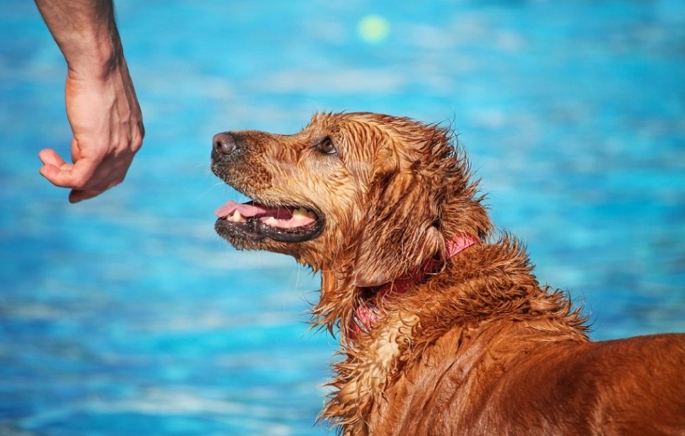 Scoprite come giocare con il vostro cane quando fa caldo.