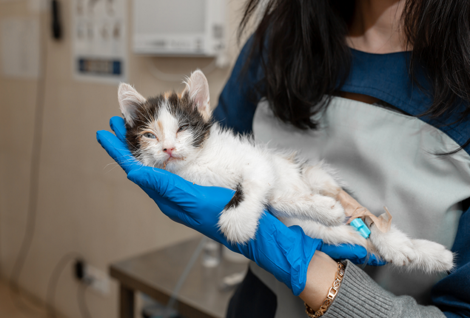 Come proteggere il gatto da questa pericolosa malattia?