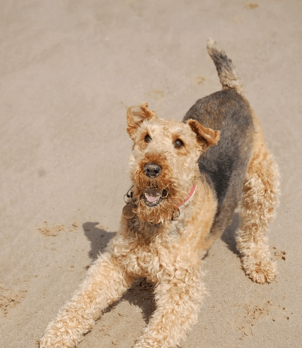 Il Welsh Terrier è un cane da caccia che richiede molto esercizio fisico e una regolare rifinitura del pelo.