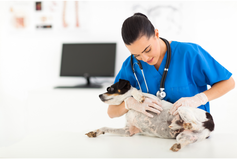 È possibile aiutare un cane con il cancro della pelle?