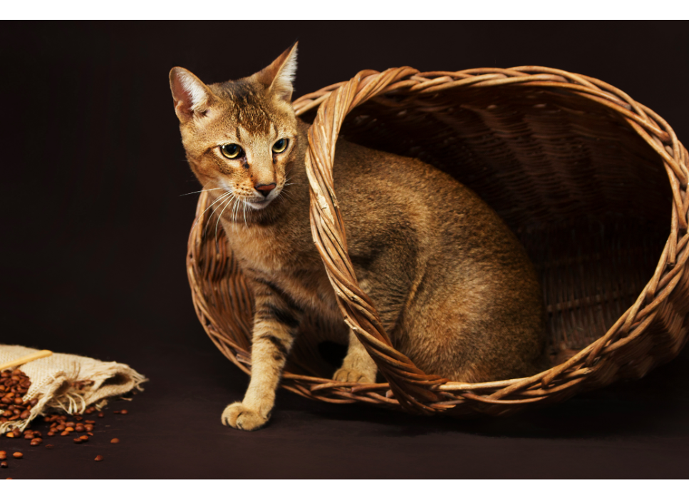 Il chausie presenta caratteristiche da gatto selvatico?