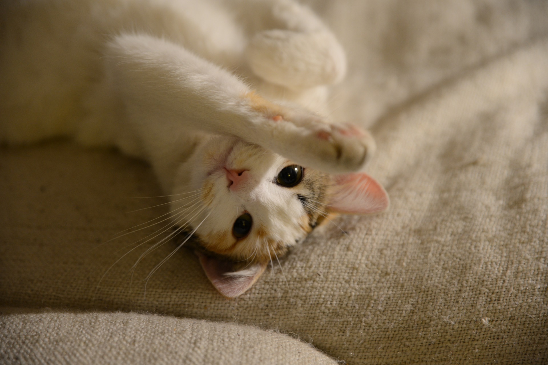Quando un gatto zoppica, è importante determinare la causa del problema. Questo perché può significare un banale taglio, ma anche un cancro.