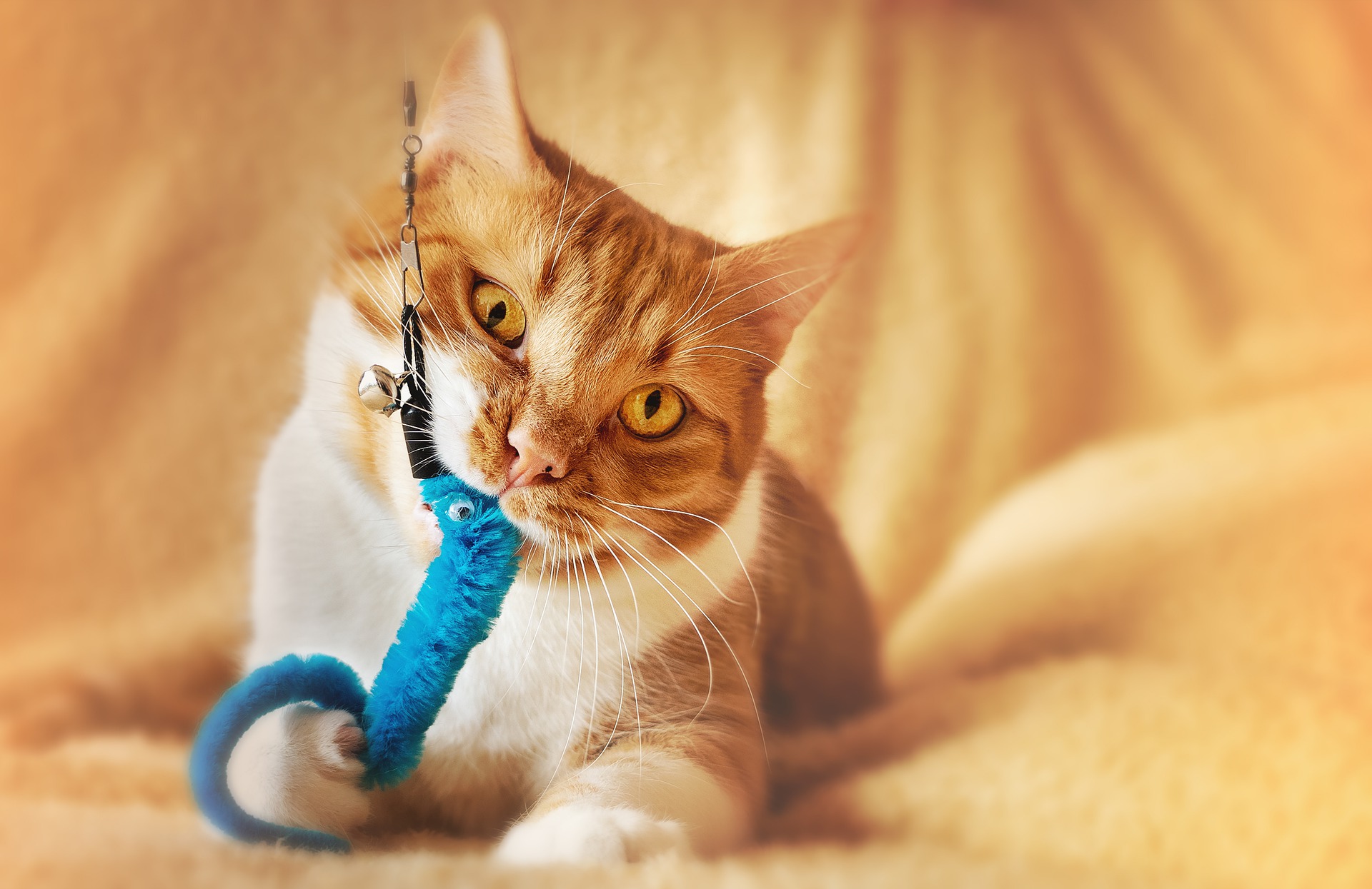 Giocare con il gatto dovrebbe essere un'attività di routine quotidiana. L'assenza del gioco può avere una serie di conseguenze negative.