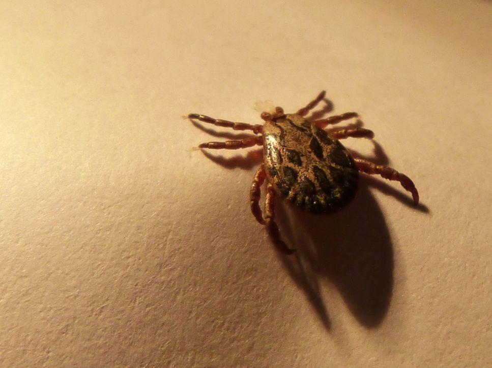 Le lipoptene sono insetti noti come zecche volanti. Sono pericolosi per i vostri animali domestici quanto lo sono per voi?