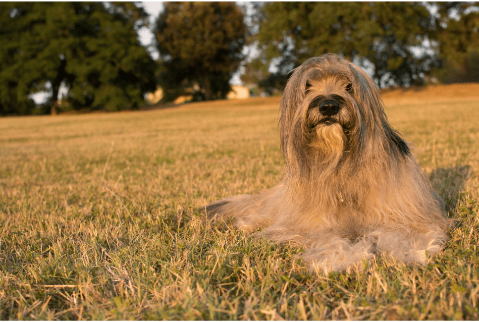 Il Pastore Catalano è il cane perfetto?