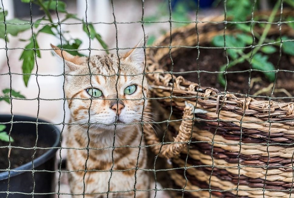 La voliera per gatti deve essere sicura e adatta alle esigenze del gatto.