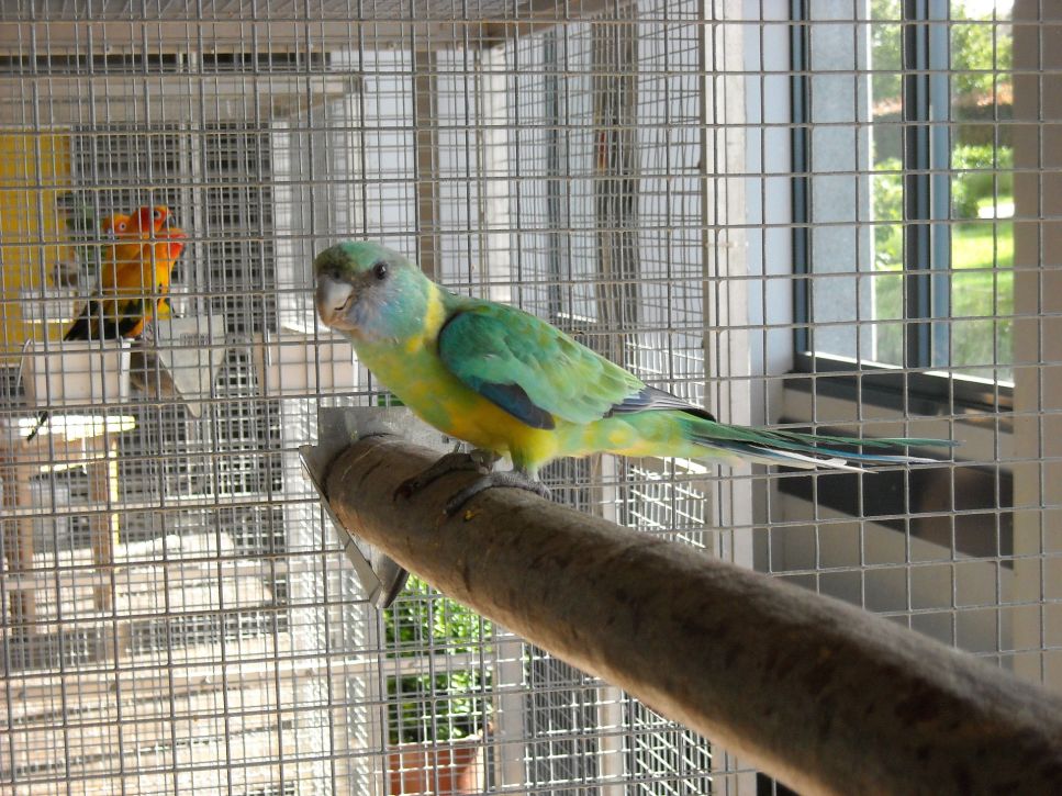 Come si addomestica un pappagallo? È un processo lungo che si basa sulla pazienza e sulla fiducia. Richiede tempo e le giuste condizioni.