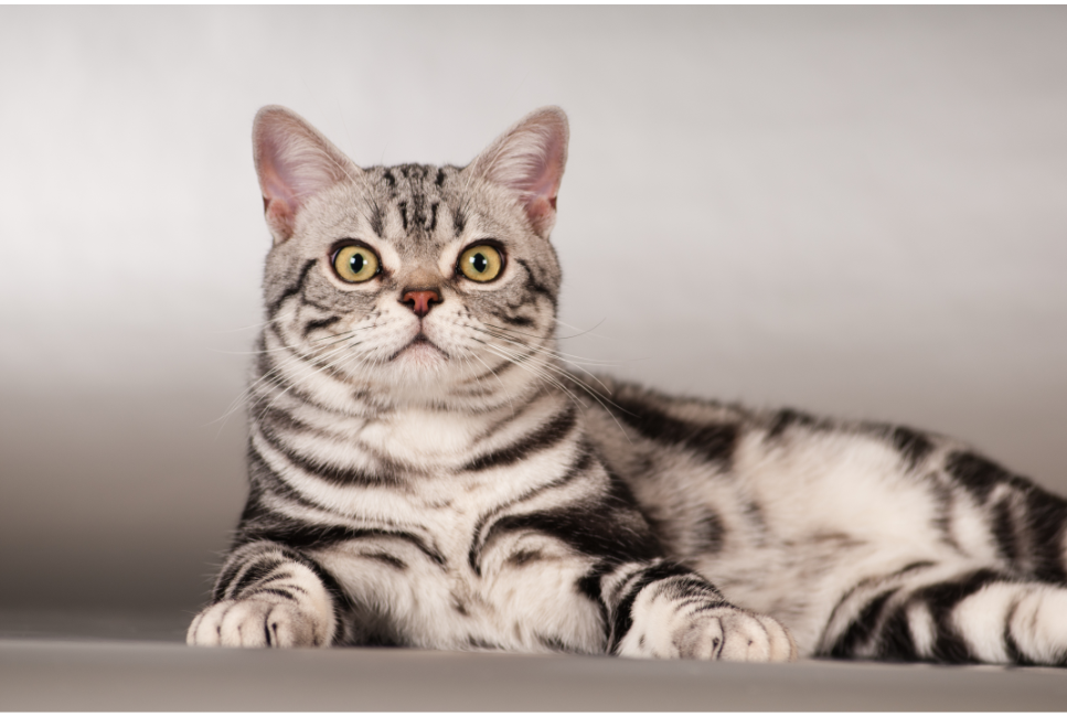 Quali sono i gatti nativi degli Stati Uniti?