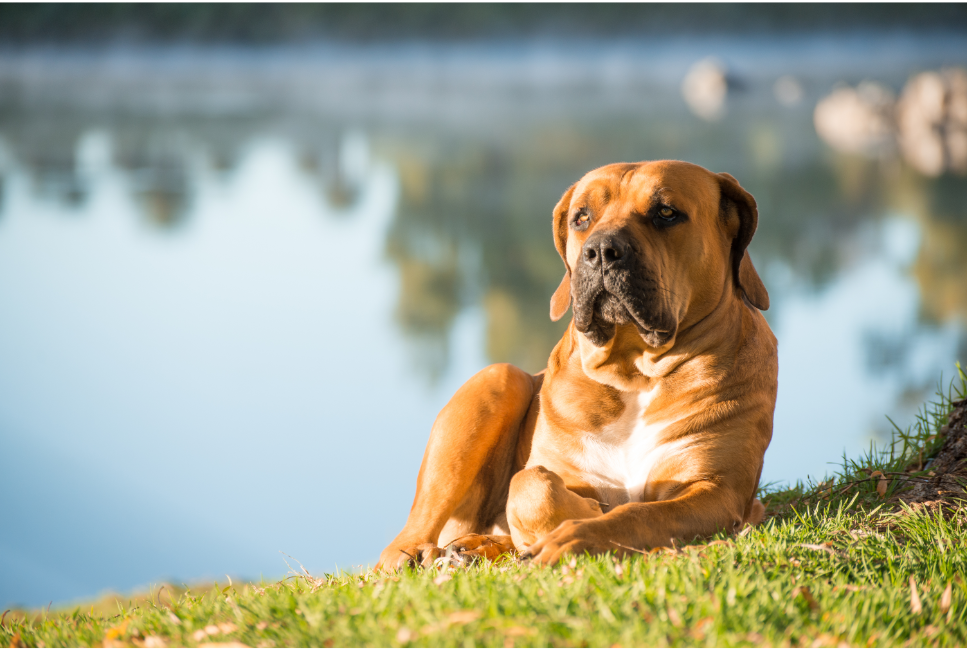 Il Boerboel è una razza popolare in Inghilterra, Russia e nei paesi scandinavi, ma soprattutto nel suo paese natale, il Sudafrica.