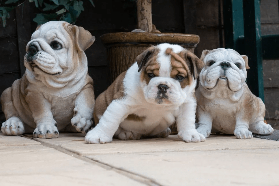 I Bulldog inglesi sono cani adorabili e tranquilli, ma è sempre stato così?